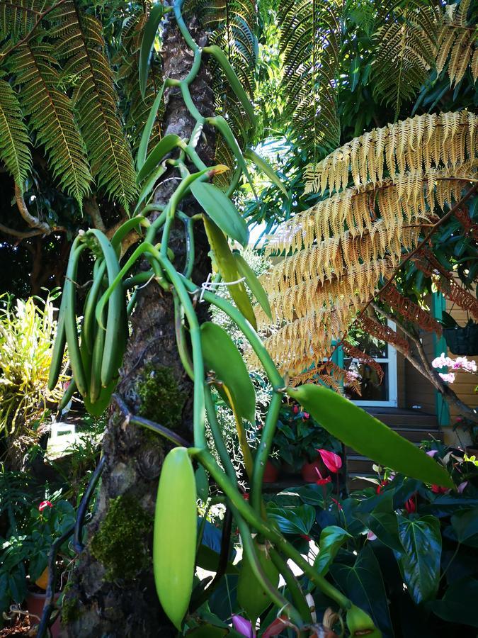 Les Agapanthes Villa Le Tampon Eksteriør bilde